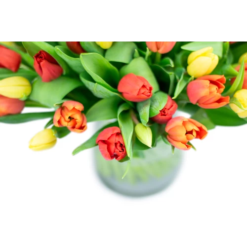 Kytice  tulipánů